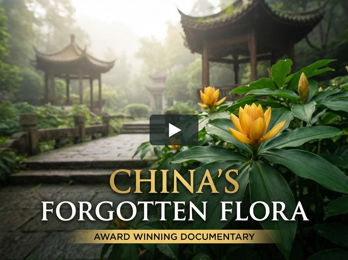 蘑菇视频获奖视频-中国消失的植物纪录片